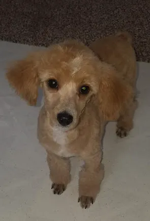 Dr James Ross Schilling Picture 2