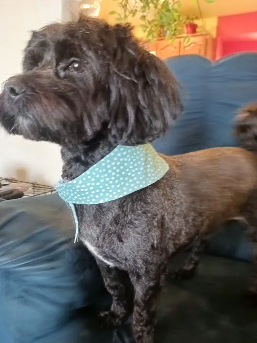 The Animal House Groom and Board Picture 2