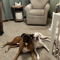 The Animal House Groom and Board ico