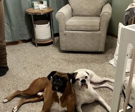 The Animal House Groom and Board