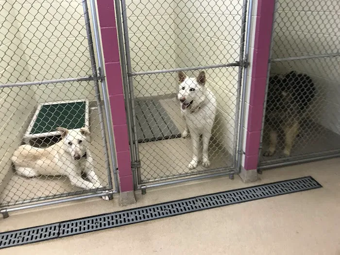 The Animal House Groom and Board Picture 4