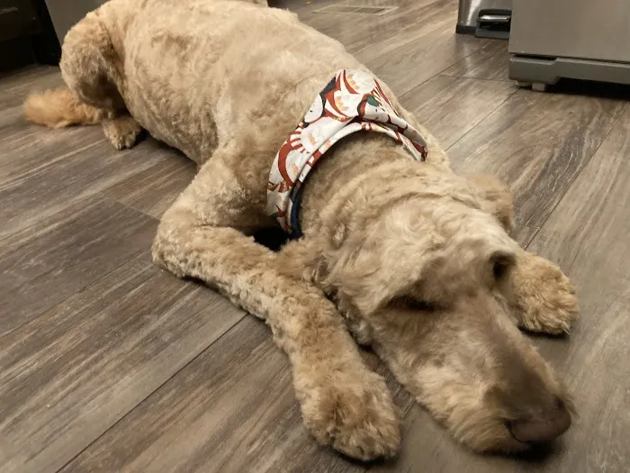 The Animal House Groom and Board Picture 7