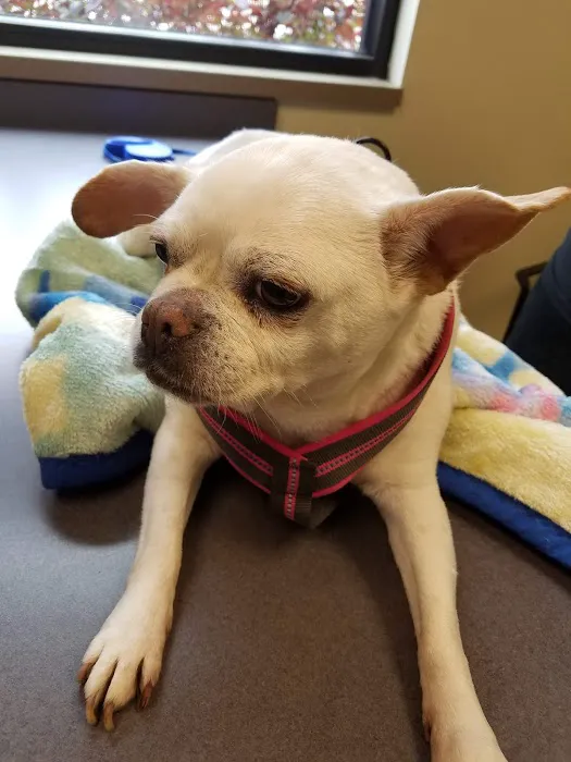 The Animal House Pet Clinic Picture 1