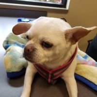 The Animal House Pet Clinic ico