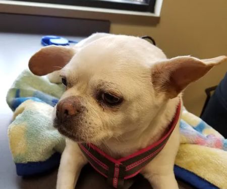 The Animal House Pet Clinic