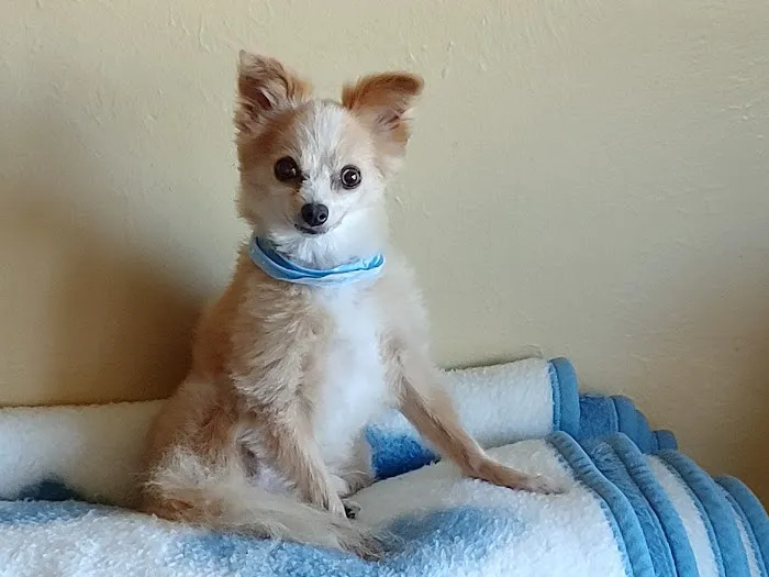 The Animal House Pet Clinic Picture 4