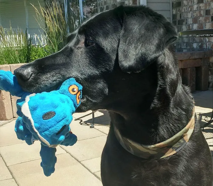 The Animal House Pet Clinic Picture 6