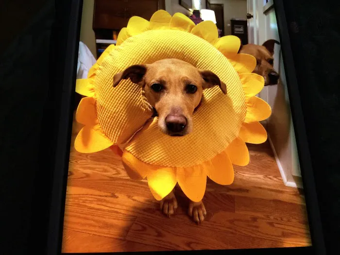 The Animal House Pet Clinic Picture 5