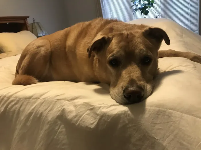 The Animal House Pet Clinic Picture 7