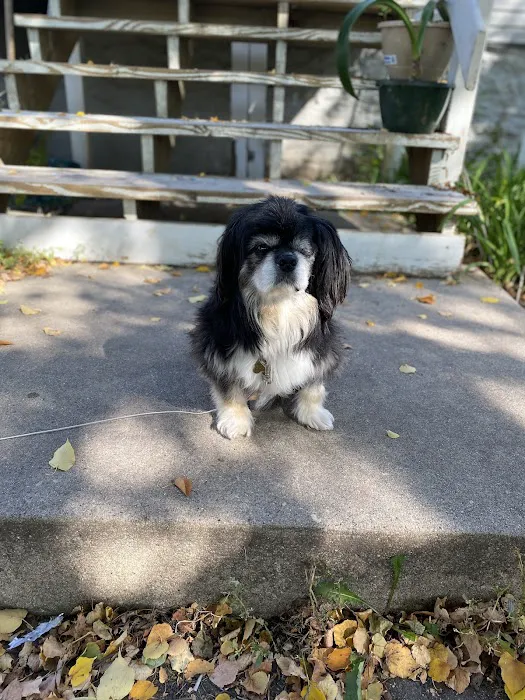 The Animal House Pet Clinic Picture 8