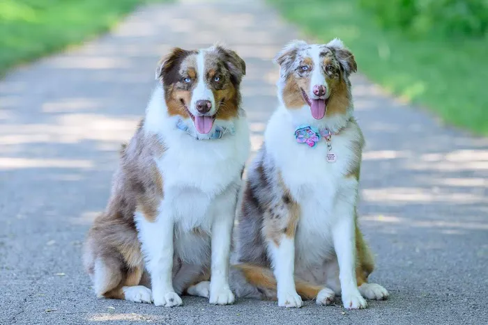 The Animal House Pet Clinic Picture 3