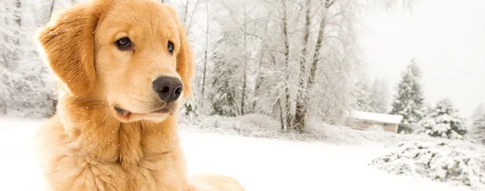 The Animal House Pet Clinic Picture 9