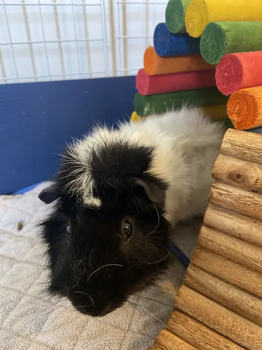 Gentle Vet Animal Hospital Picture 3