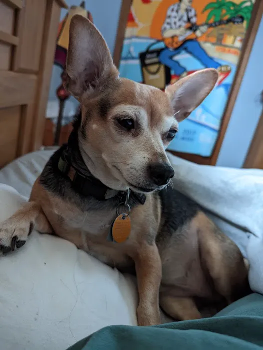 Gentle Vet Animal Hospital Picture 1