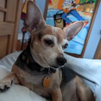 Gentle Vet Animal Hospital ico