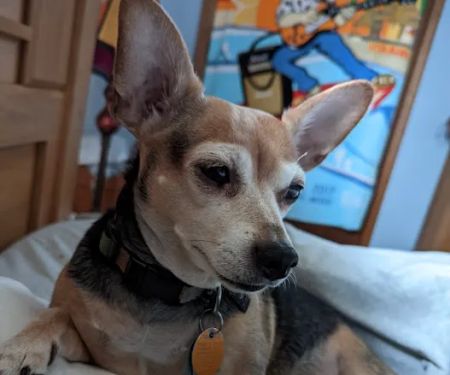 Gentle Vet Animal Hospital