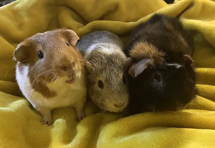 Gentle Vet Animal Hospital Picture 6