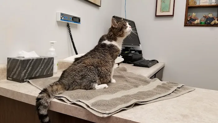 Gentle Vet Animal Hospital Picture 7