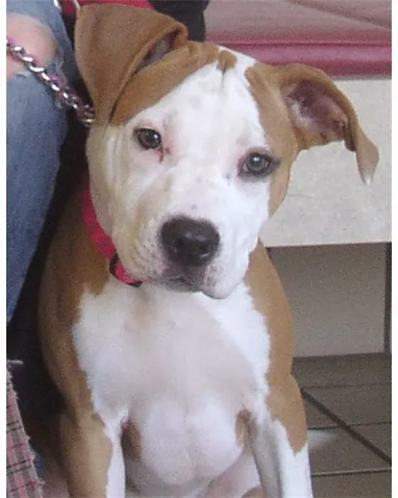 Gentle Vet Animal Hospital Picture 10