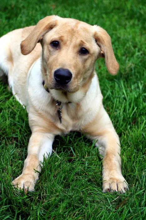 Oak View Veterinary Hospital: Ruth A Hanson, DVM Picture 2