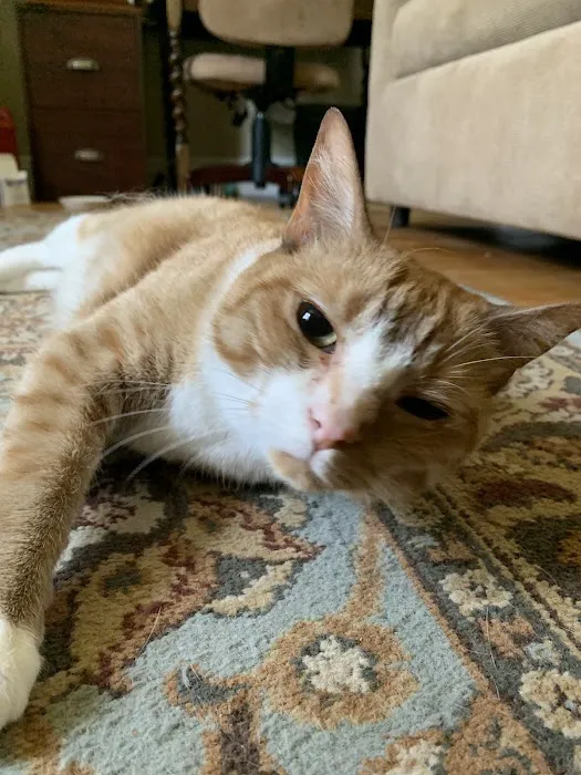 Oak View Veterinary Hospital Picture 2