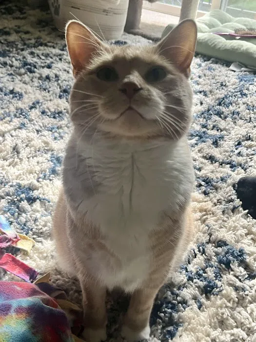 Oak View Veterinary Hospital Picture 4