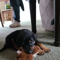 Mid-County Veterinary Clinic ico