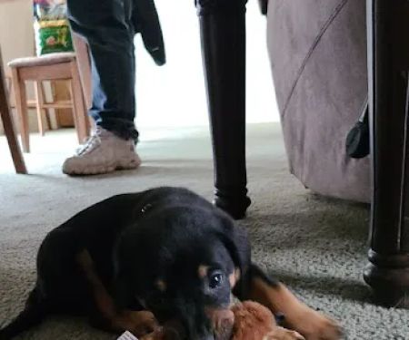 Mid-County Veterinary Clinic