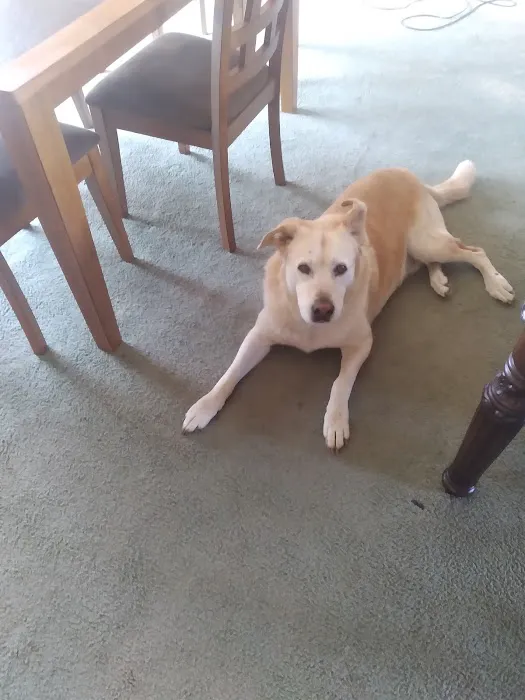 Mid-County Veterinary Clinic Picture 3