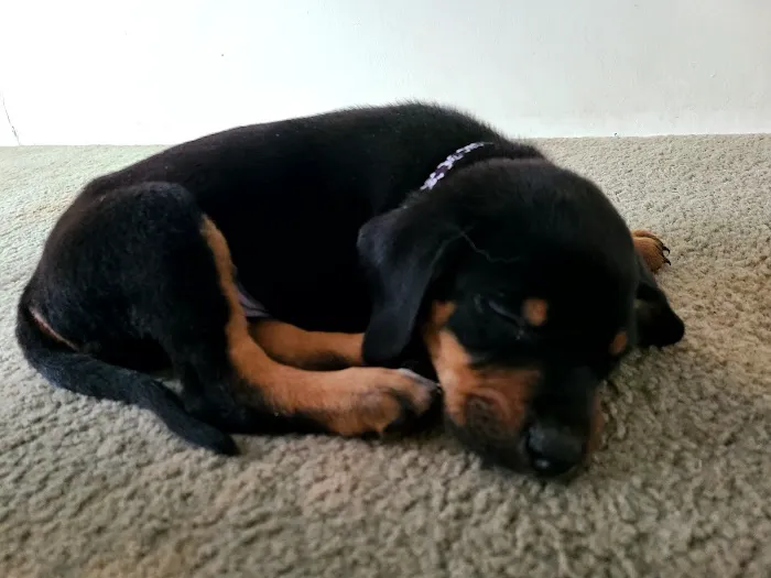 Mid-County Veterinary Clinic Picture 2