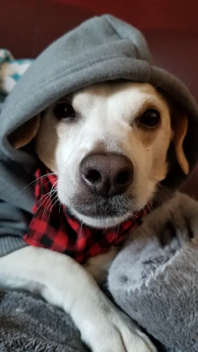 Mid-County Veterinary Clinic Picture 4