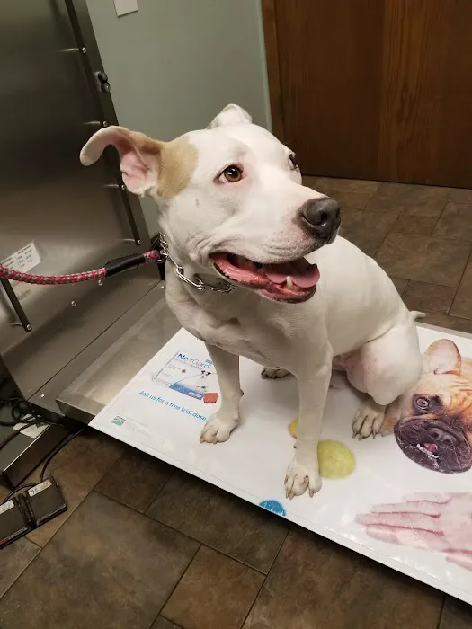 Maas R M DVM Picture 1