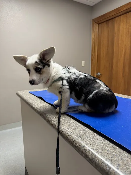 Compassionate Care Animal Clinic - Dr. John Prellwitz Picture 9