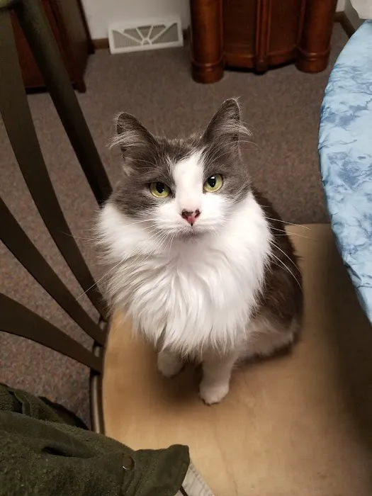 St Anna Veterinary Clinic Picture 1