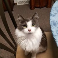 St Anna Veterinary Clinic ico