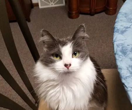 St Anna Veterinary Clinic