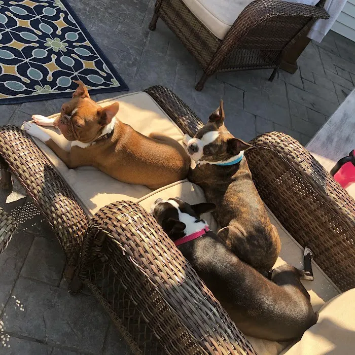 St Anna Veterinary Clinic Picture 4