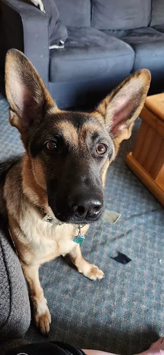 St Anna Veterinary Clinic Picture 8