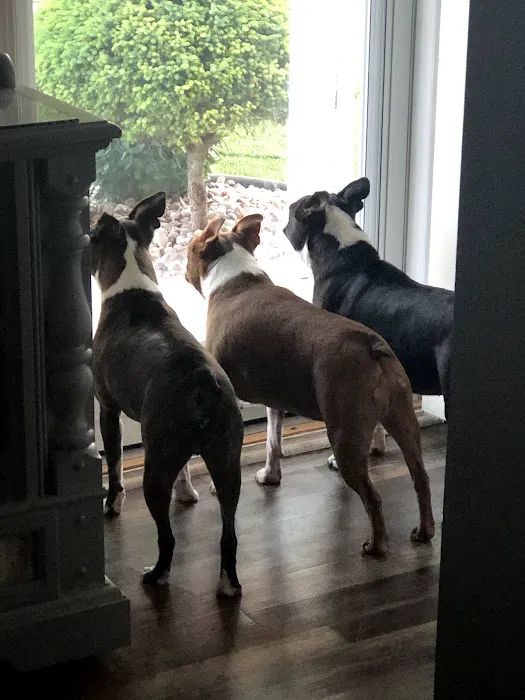 St Anna Veterinary Clinic Picture 6