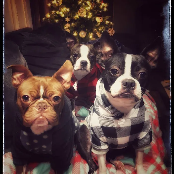 St Anna Veterinary Clinic Picture 7