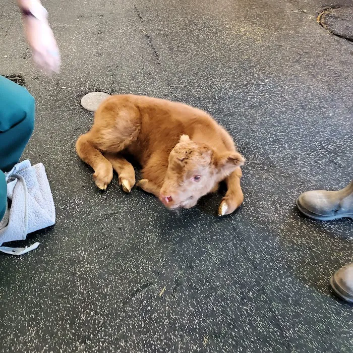 Kiel Veterinary Clinic Picture 10