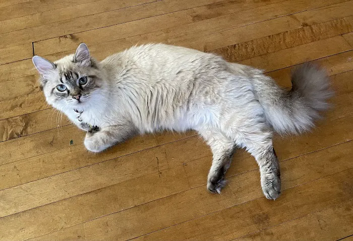 Healthy Paws Veterinary Clinic Picture 5