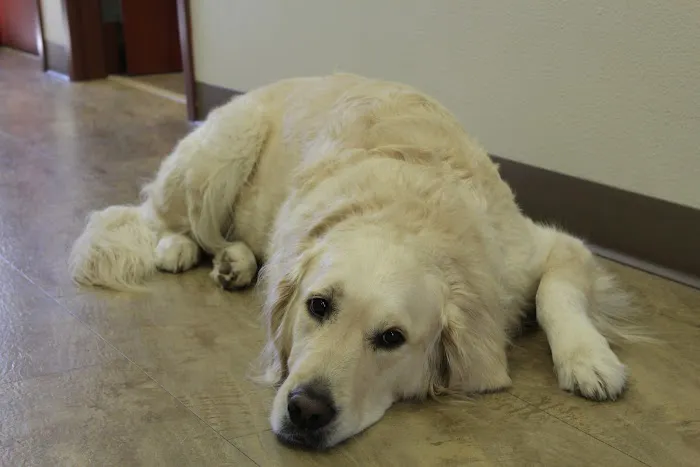 Healthy Paws Veterinary Clinic Picture 3