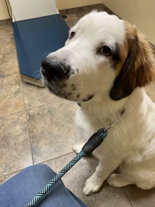 Healthy Paws Veterinary Clinic Picture 2