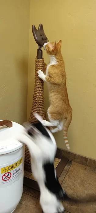 Healthy Paws Veterinary Clinic Picture 1