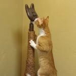 Healthy Paws Veterinary Clinic