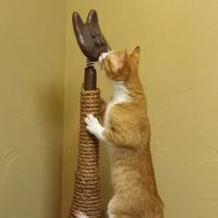 Healthy Paws Veterinary Clinic ico