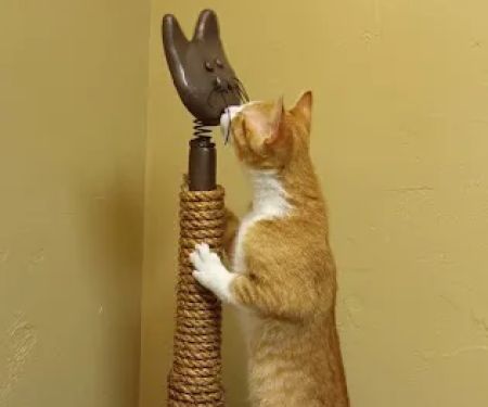 Healthy Paws Veterinary Clinic