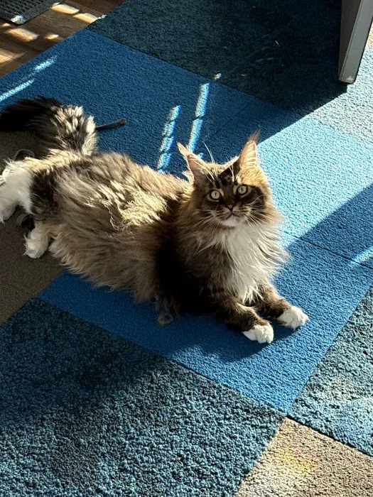 Healthy Paws Veterinary Clinic Picture 10