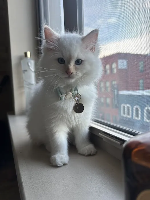 Fur Baby Ragamuffins Picture 3